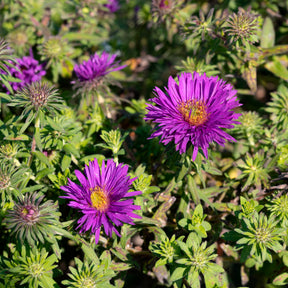 Aster de Nouvelle-Angleterre Purple Dome
