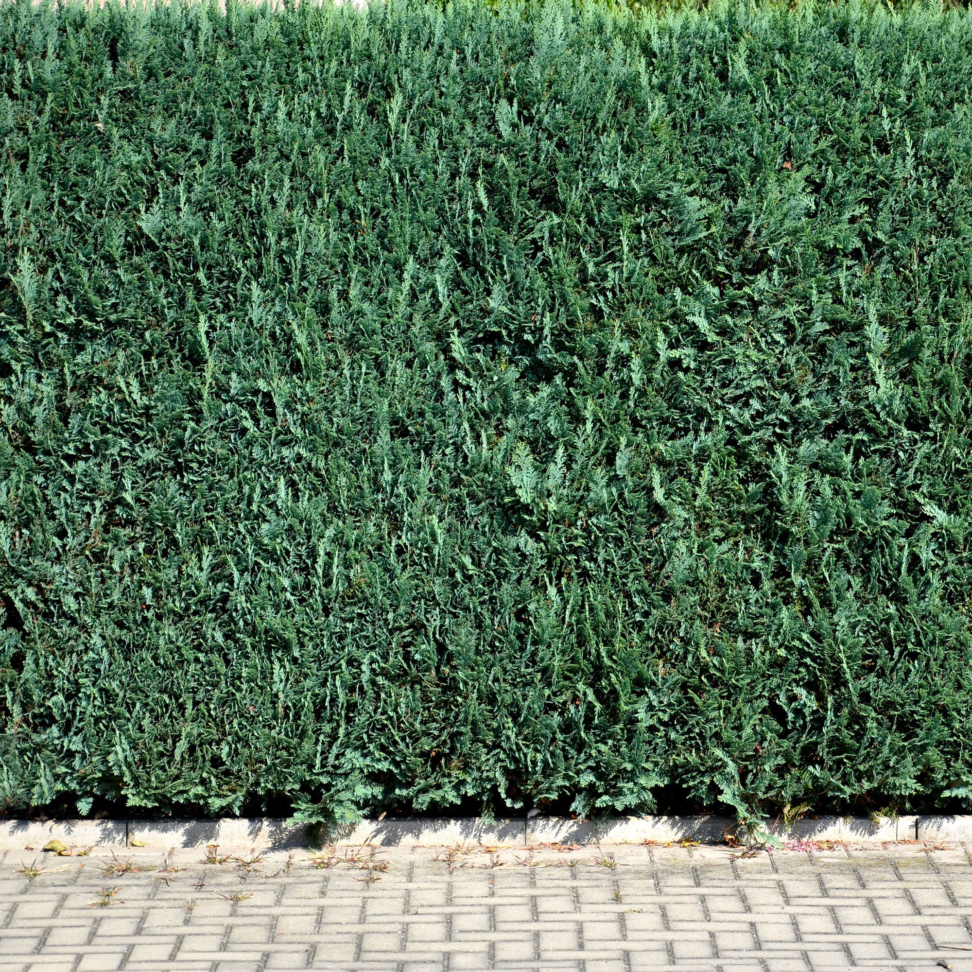 Faux Cyprès de Lawson - Chamaecyparis lawsonia Columnaris - Willemse