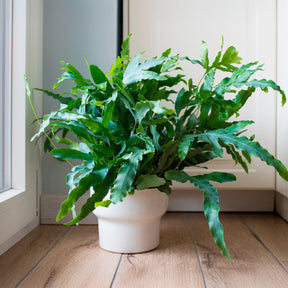 Phlebodium blue star - Fougère Blue Star - Fougère d'intérieur