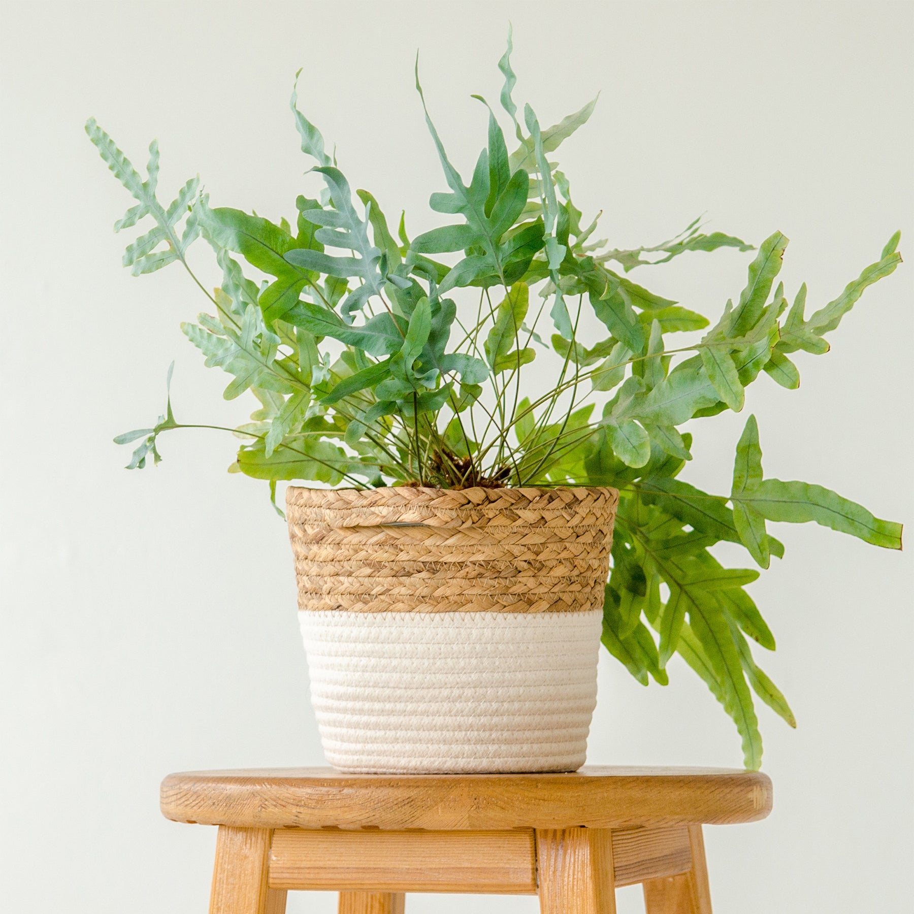 Fougère d'intérieur - Fougère Blue Star - Phlebodium blue star