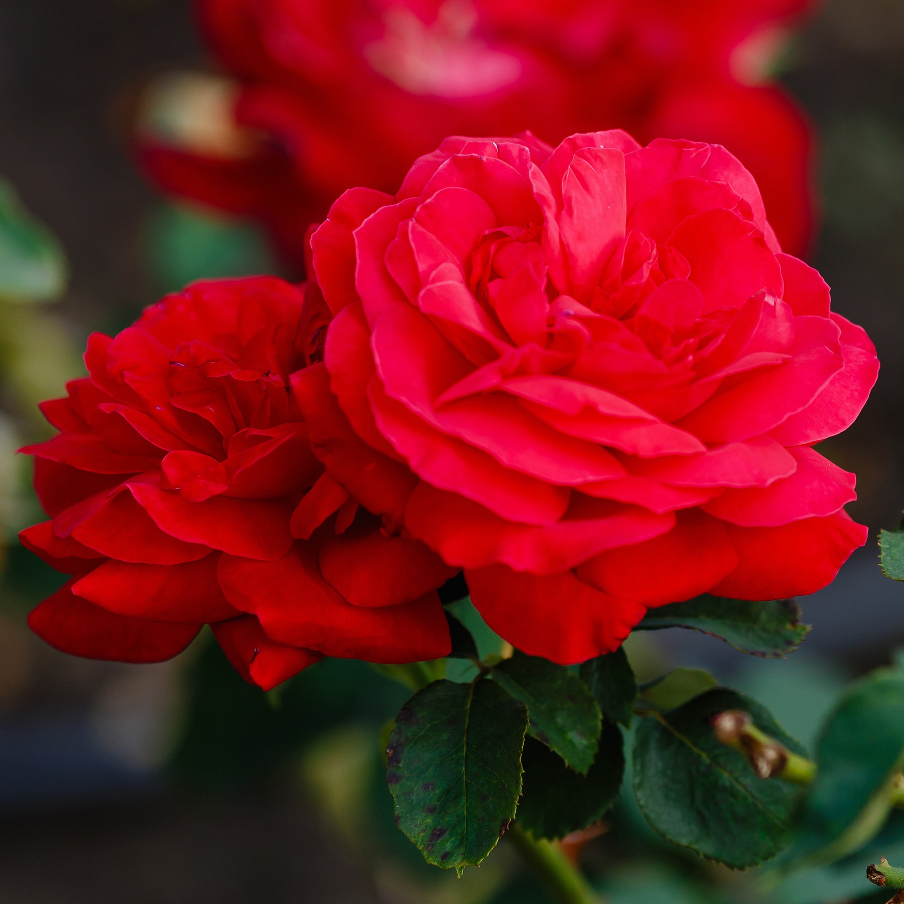 Vente Rosier Dame de Cœur - Rosa dame de cœur, rosa queen of hearts, rosa herz-dame