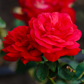 Vente Rosier Dame de Cœur - Rosa dame de cœur, rosa queen of hearts, rosa herz-dame