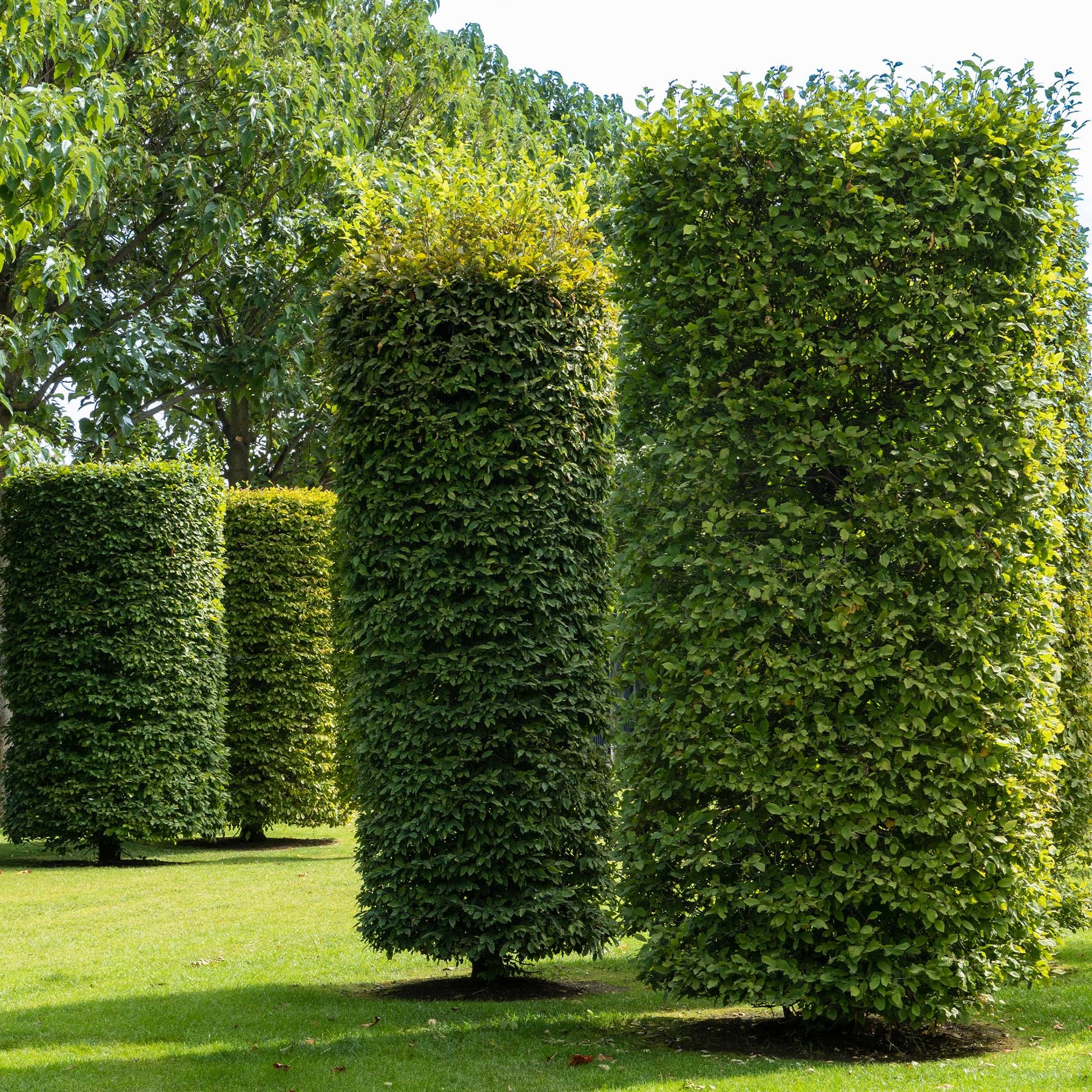 Charme - Carpinus betulus - Willemse