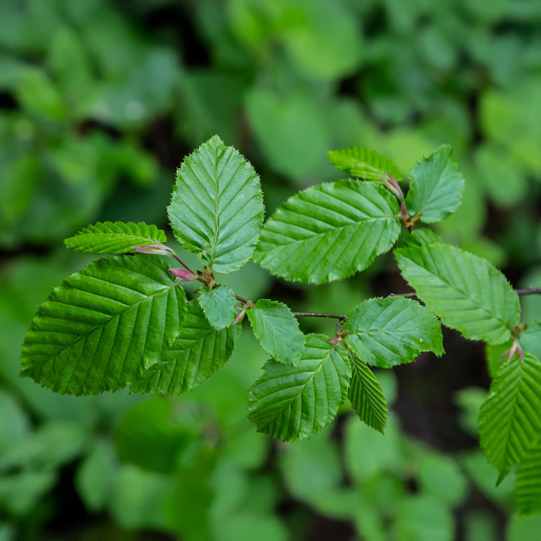 Carpinus betulus - Charme - Charme