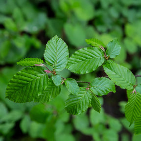 Carpinus betulus - Charme - Charme