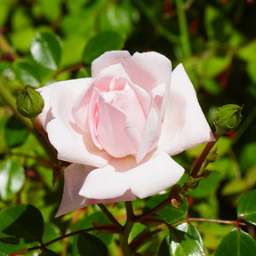 Rosier grimpant New Dawn - Rosa new dawn - Willemse