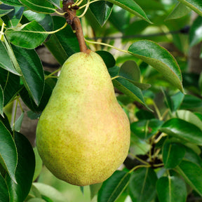 Vente Poirier William's - Bon Chrétien - Pyrus communis William's ('bon chrétien')