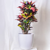 Croton Mrs. Iceton - Willemse