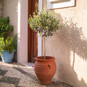 Olivier - Olivier sur tige - Olea europaea