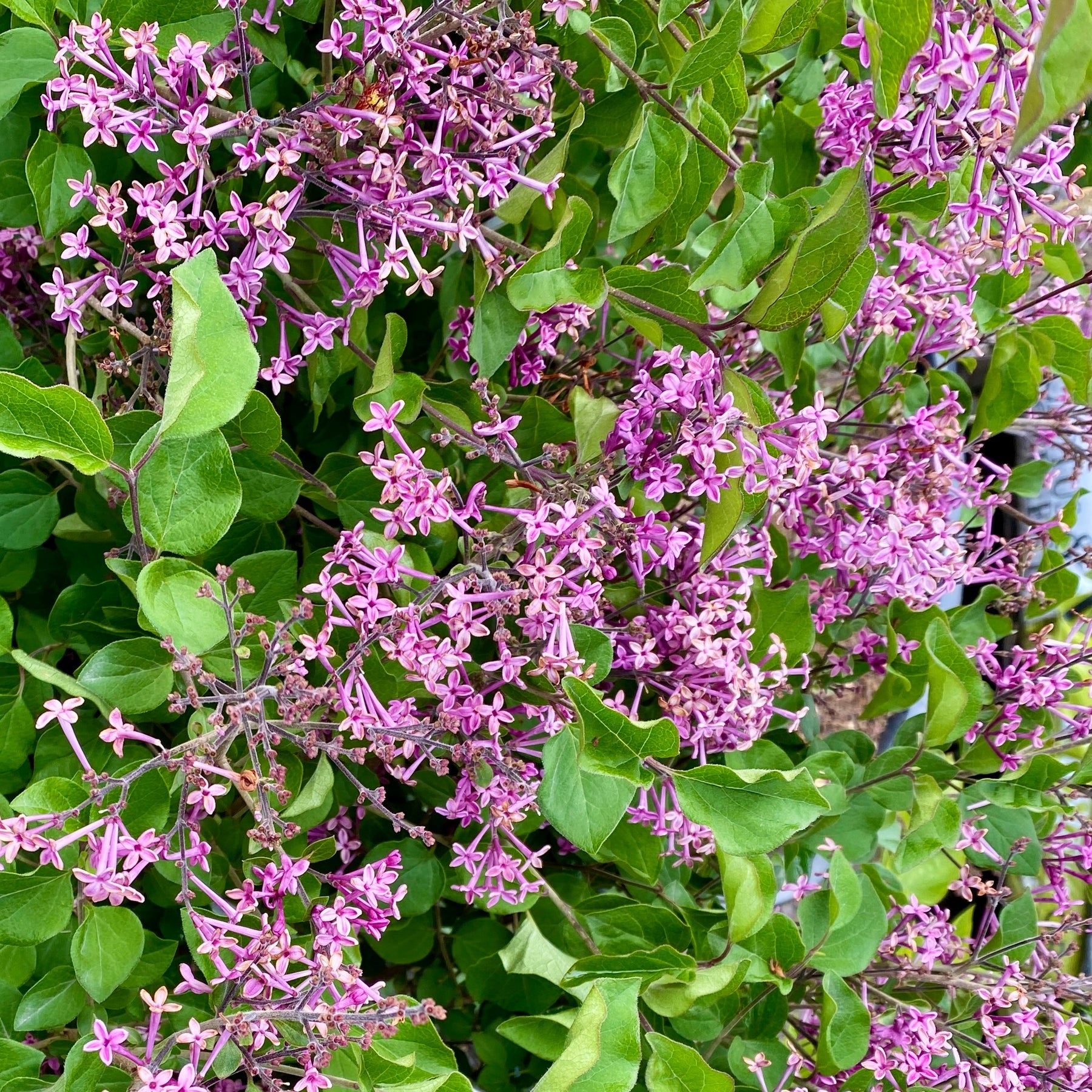 Syringa pubescens microphylla Bloomerang Dark Purple - Lilas nain Dark Purple - Lilas