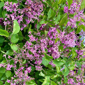 Syringa pubescens microphylla Bloomerang Dark Purple - Lilas nain Dark Purple - Lilas