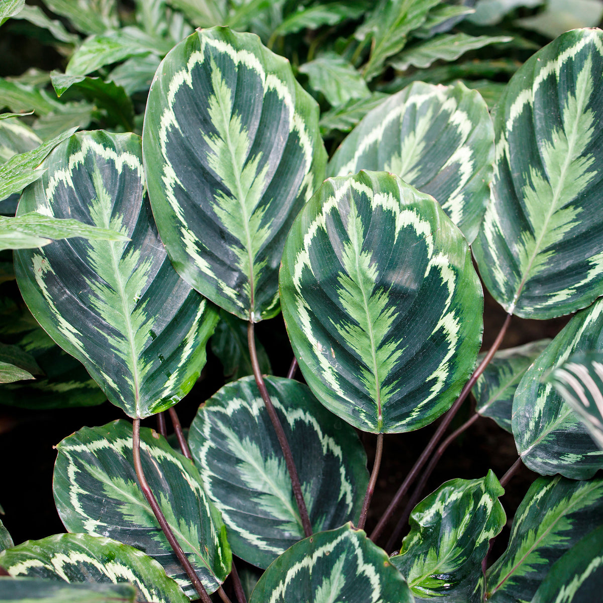 Calathéa Medaillon - Calathea medaillon - Willemse