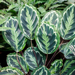 Calathea - Calathéa Medaillon - Calathea medaillon