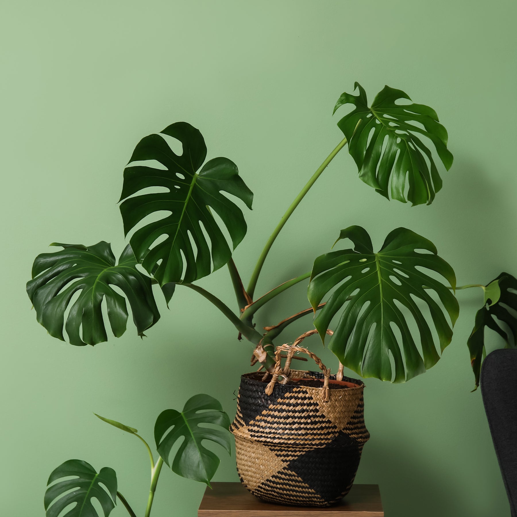 Philodendron Monstera deliciosa - Monstera deliciosa - Willemse