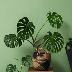 Philodendron Monstera deliciosa - Monstera deliciosa - Willemse