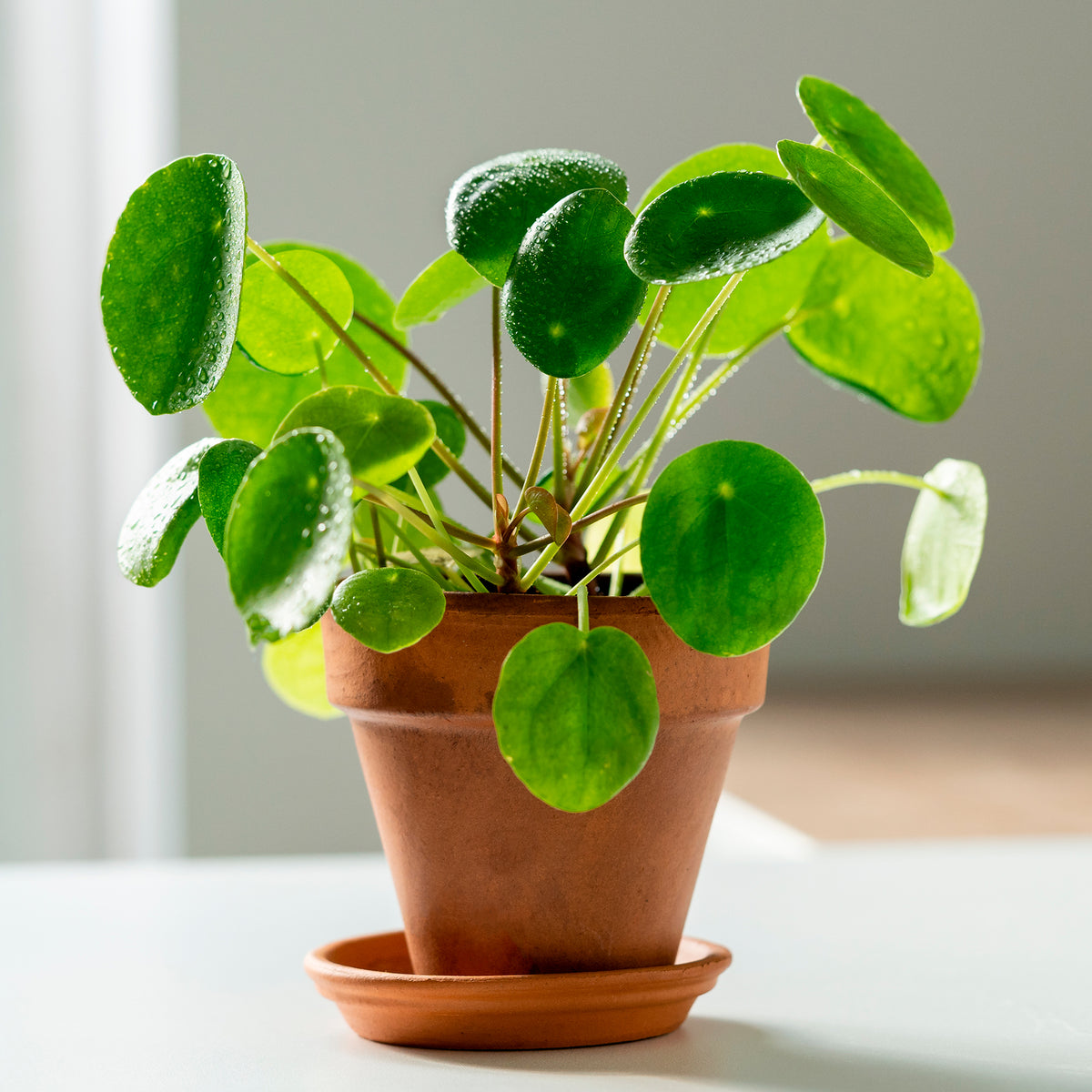 Pilea peperomioides - Willemse
