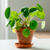 Pilea peperomioides - Willemse