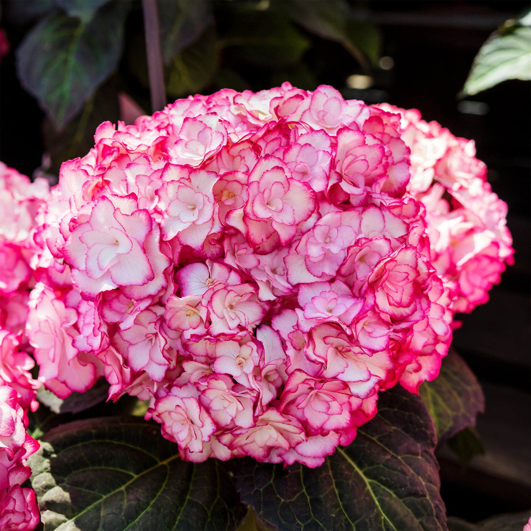 Hortensia Miss Saori - Hydrangea macrophylla miss saori (h2002) - Willemse