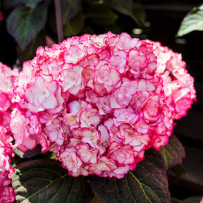 Hortensia Miss Saori - Hydrangea macrophylla miss saori (h2002) - Willemse