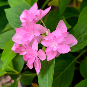 Hortensia Doppio Rosa