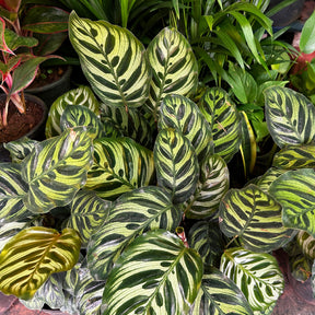 Calathéa paon - Calathea makoyana - Willemse