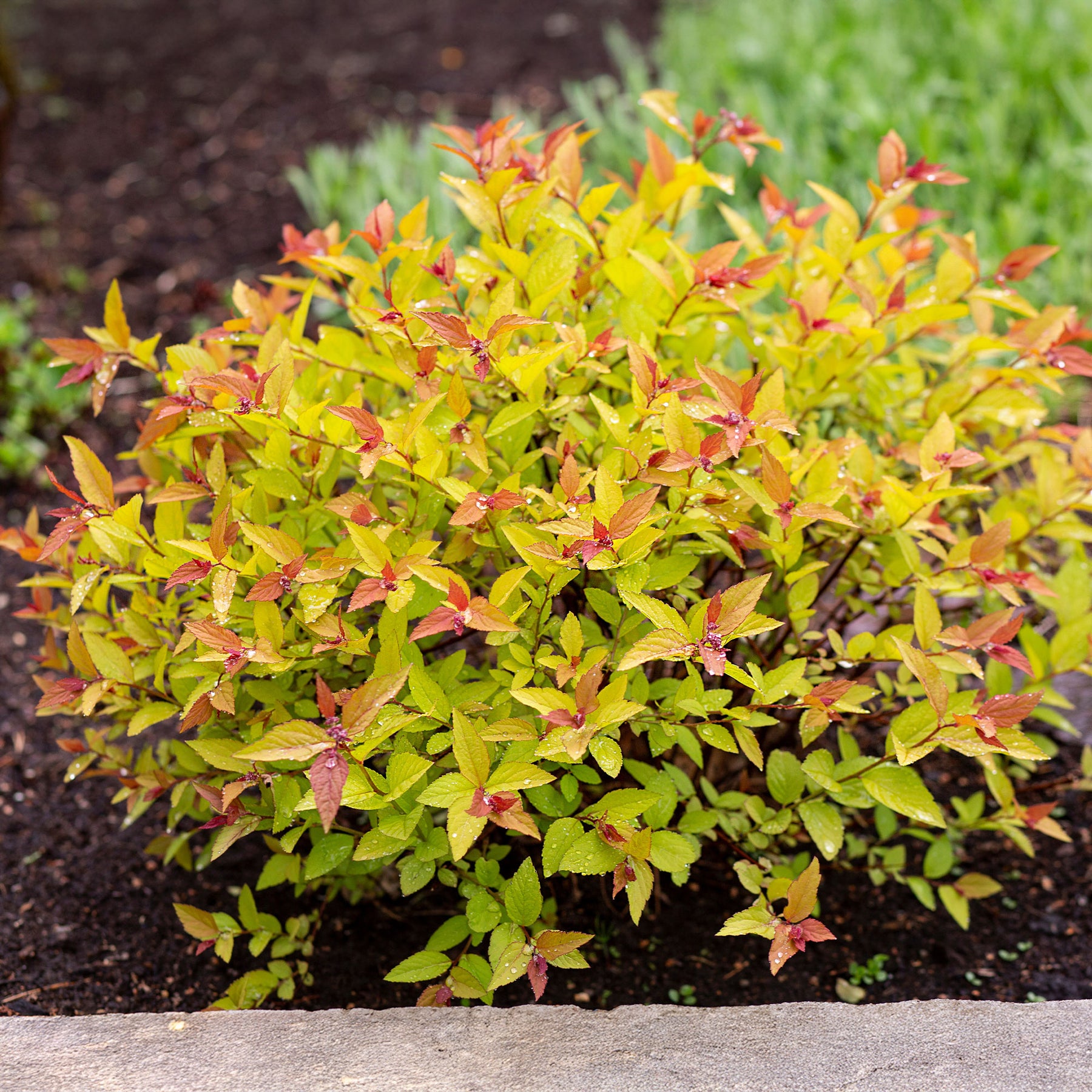 Vente Spirée du Japon Goldflame - Spiraea japonica goldflame