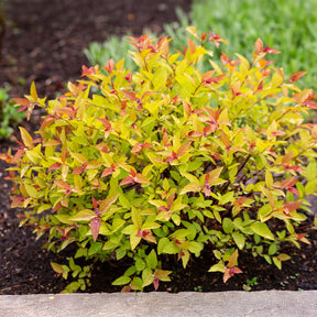 Vente Spirée du Japon Goldflame - Spiraea japonica goldflame