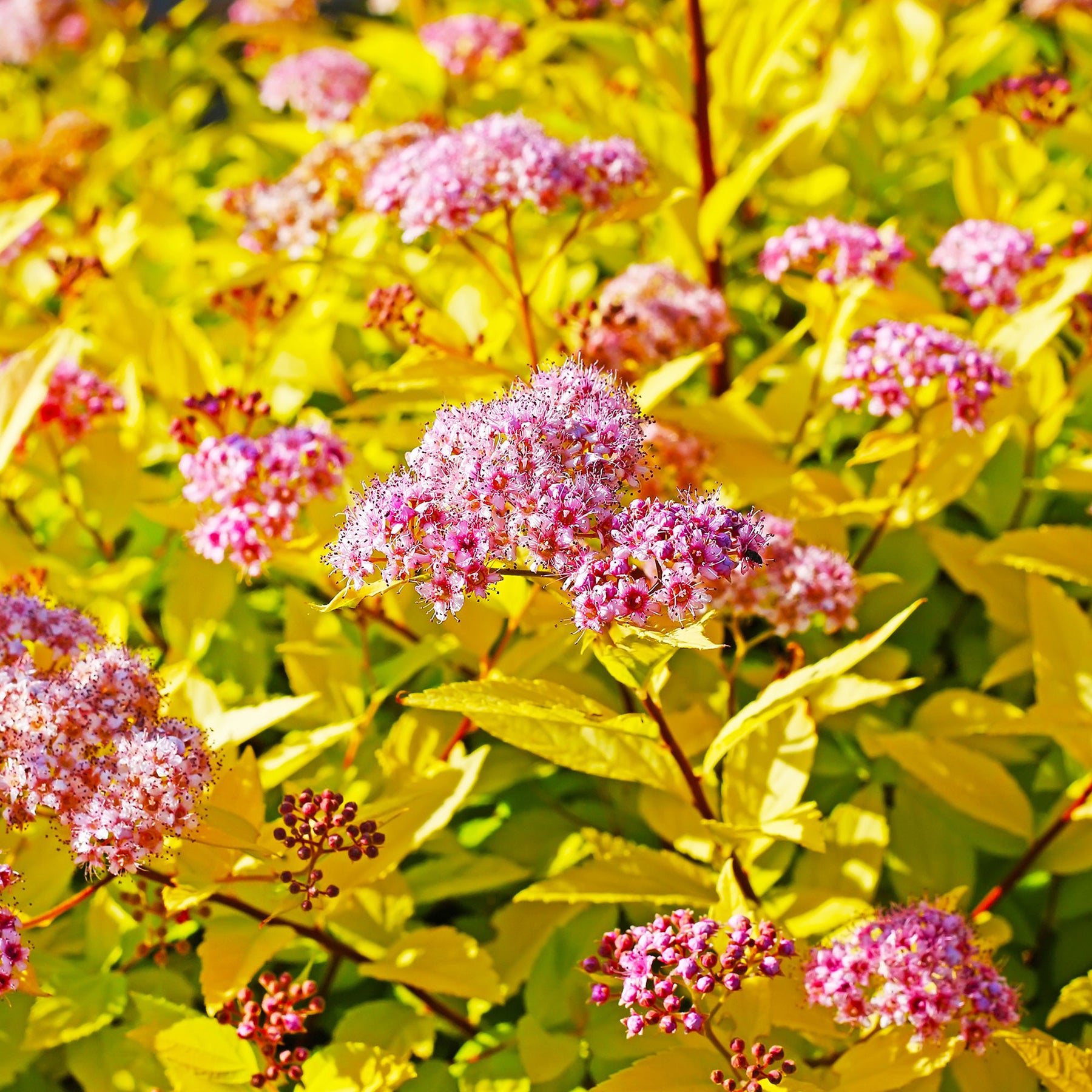 Spirée du Japon Goldflame - Spiraea japonica goldflame - Willemse
