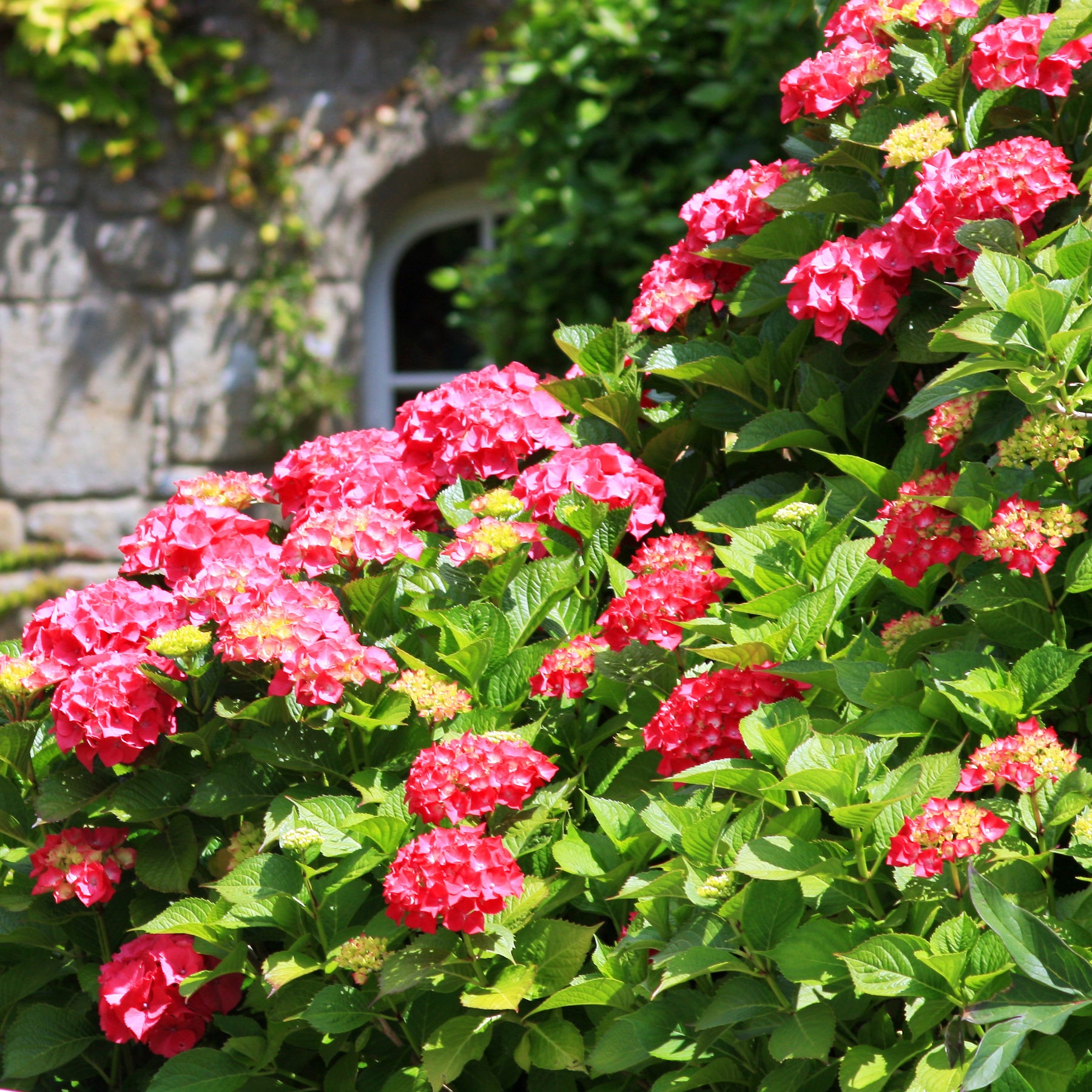 Hortensia rouge
