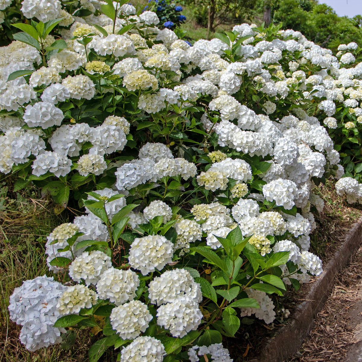 Hortensia blanc