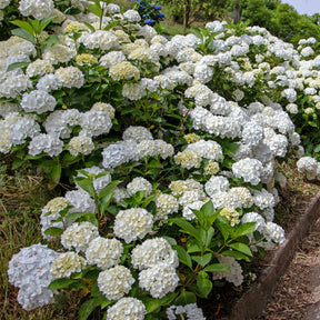 Hortensia blanc