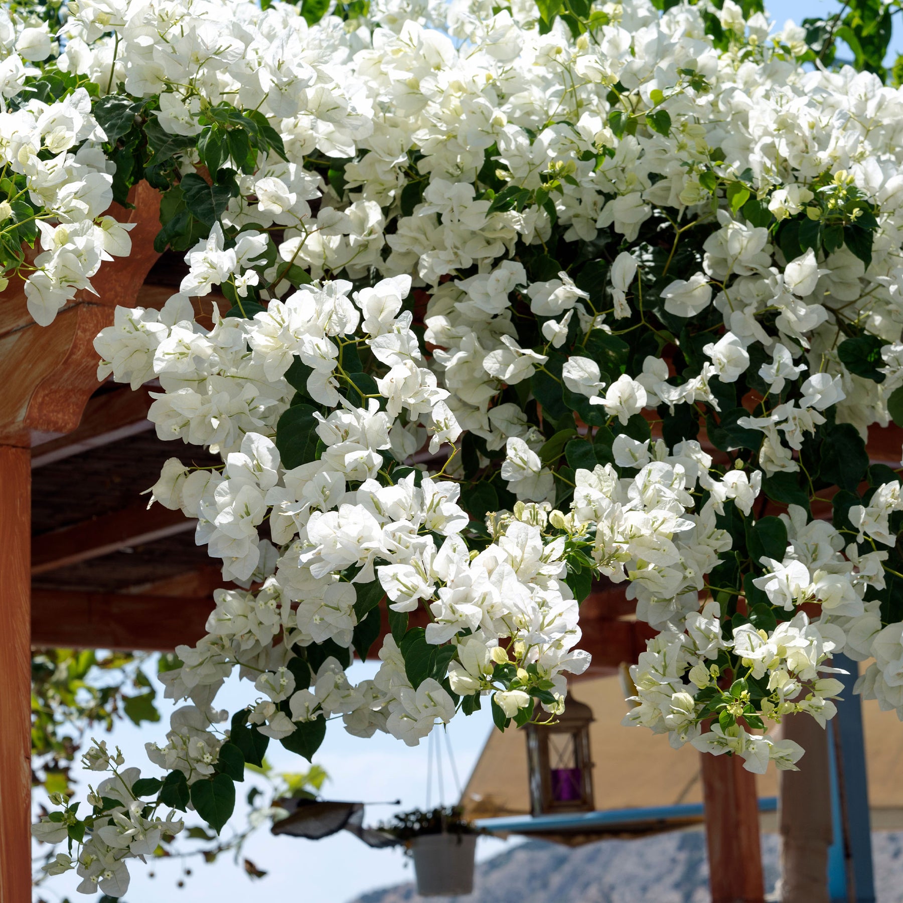 Bougainvillier Blanc - Bougainvillea white - Willemse