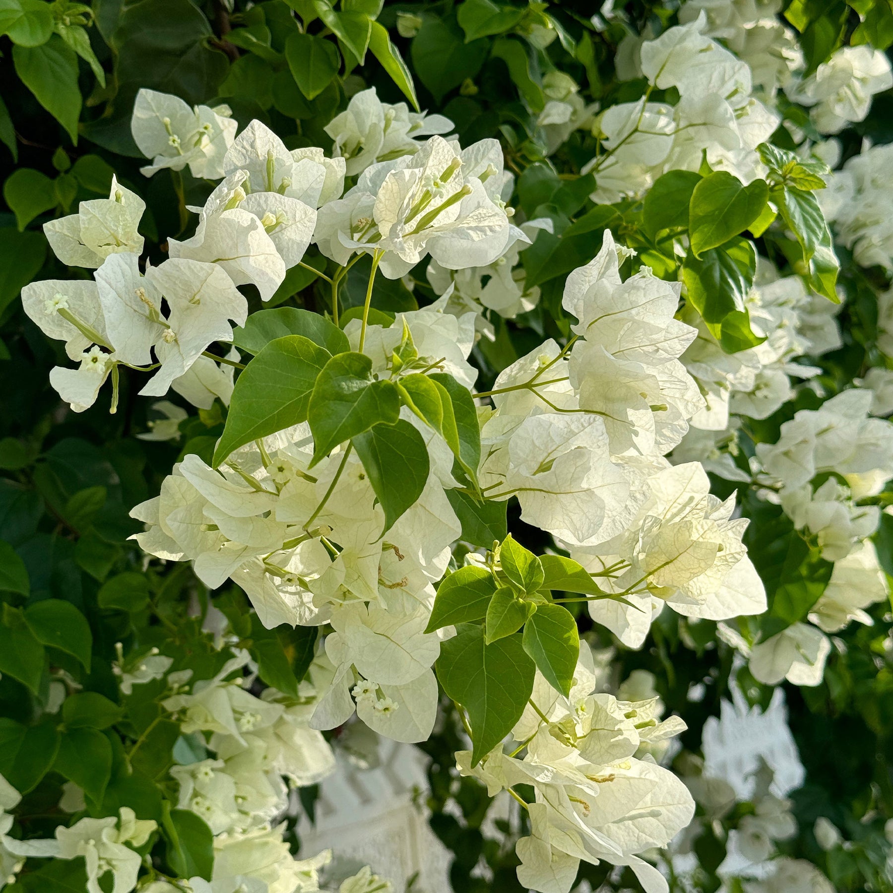 Bougainvillea white - Bougainvillier Blanc - Bougainvilliers