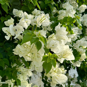 Bougainvillier Blanc