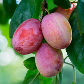 Prunier Opal