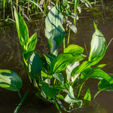 Plantain d'eau - Willemse