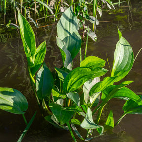 Plantain d'eau - Alisma plantago-aquatica - Willemse