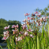 Jonc fleuri Butome en ombelle - Willemse