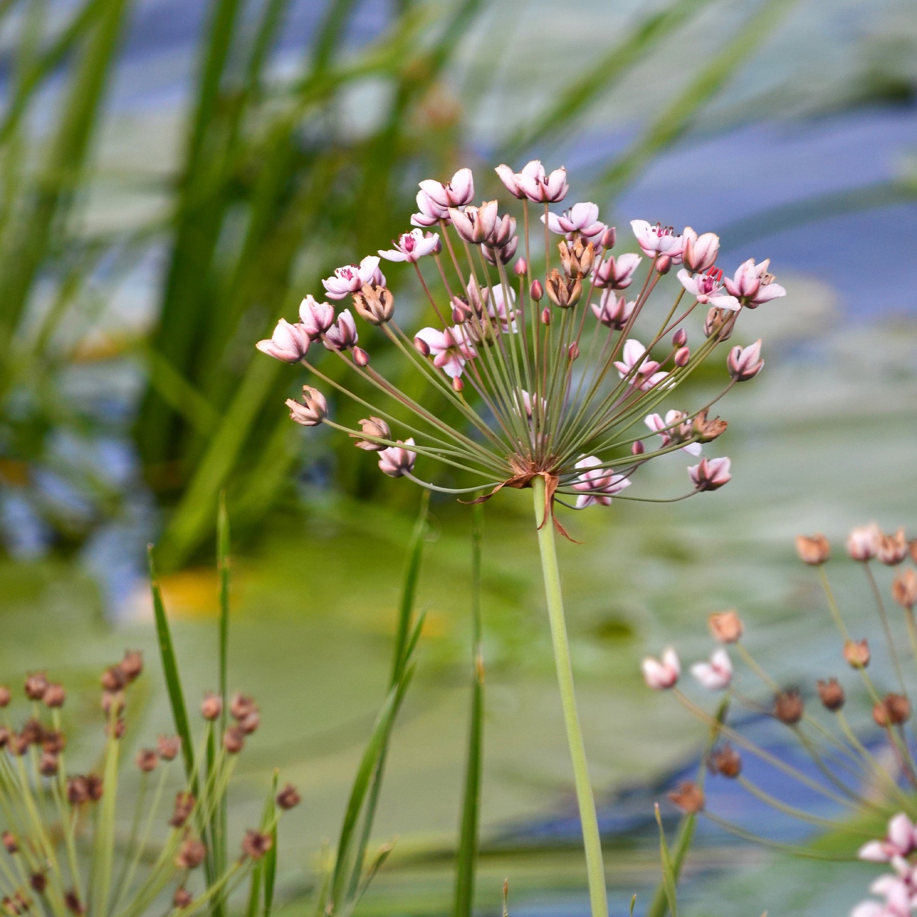 Vente Jonc fleuri Butome en ombelle - Butomus umbellatus