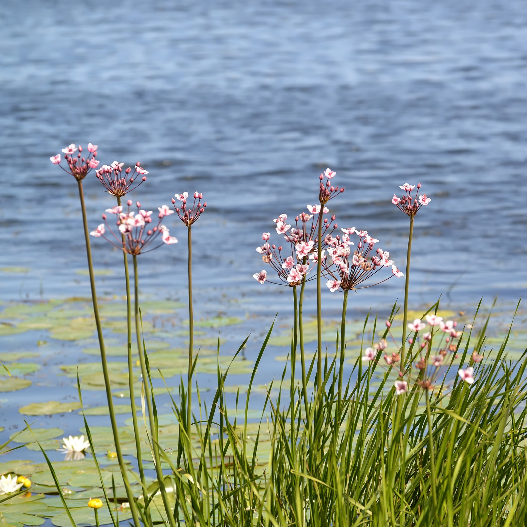 Vente Jonc fleuri Butome en ombelle