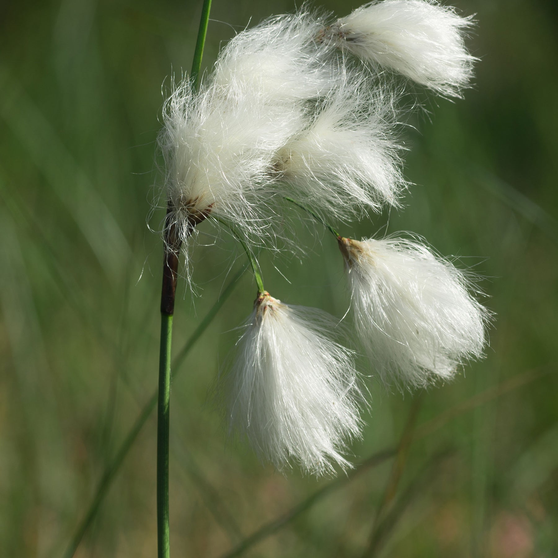 Linaigrette à feuilles étroites - Eriophorum angustifolium - Willemse