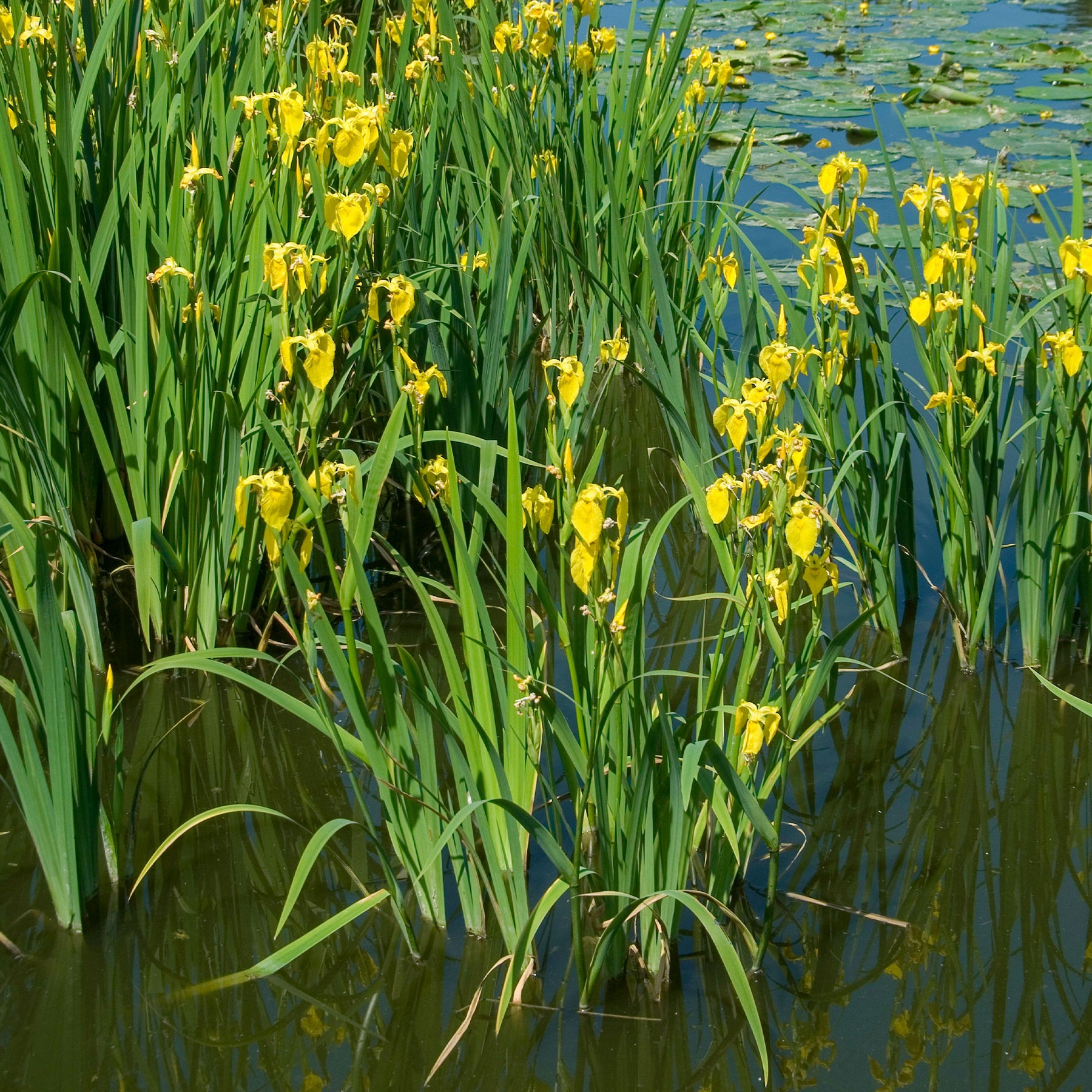 Iris pseudacorus - Iris des marais - Plantes de berges