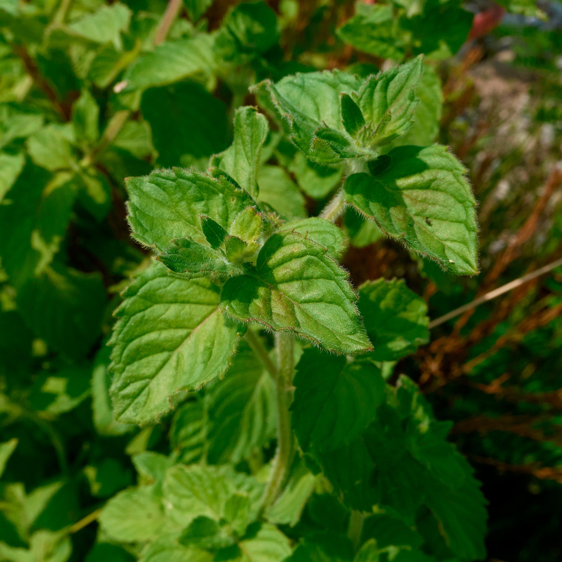 Mentha aquatica - Menthe aquatique - Plantes de berges
