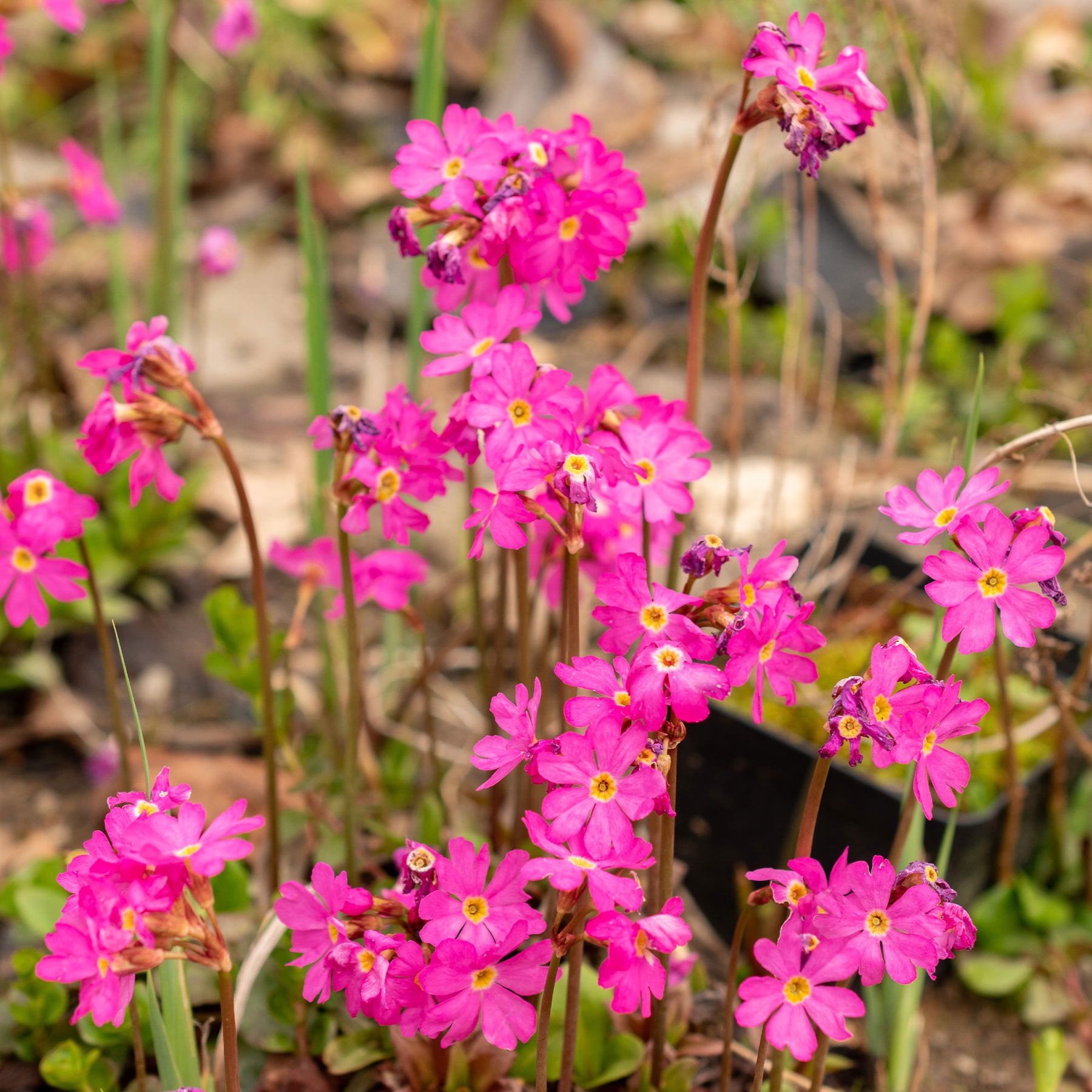 Primula rosea grandiflora - Primevère rose - Primevère