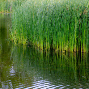 Massette à feuilles étroites - Typha angustifolia - Willemse