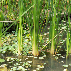 Typha angustifolia - Massette à feuilles étroites - Plantes de berges