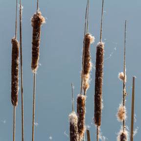Plantes de berges - Massette à feuilles étroites - Typha angustifolia