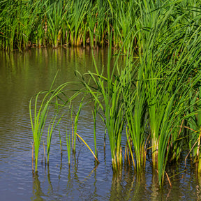 Vente Massette à feuilles étroites