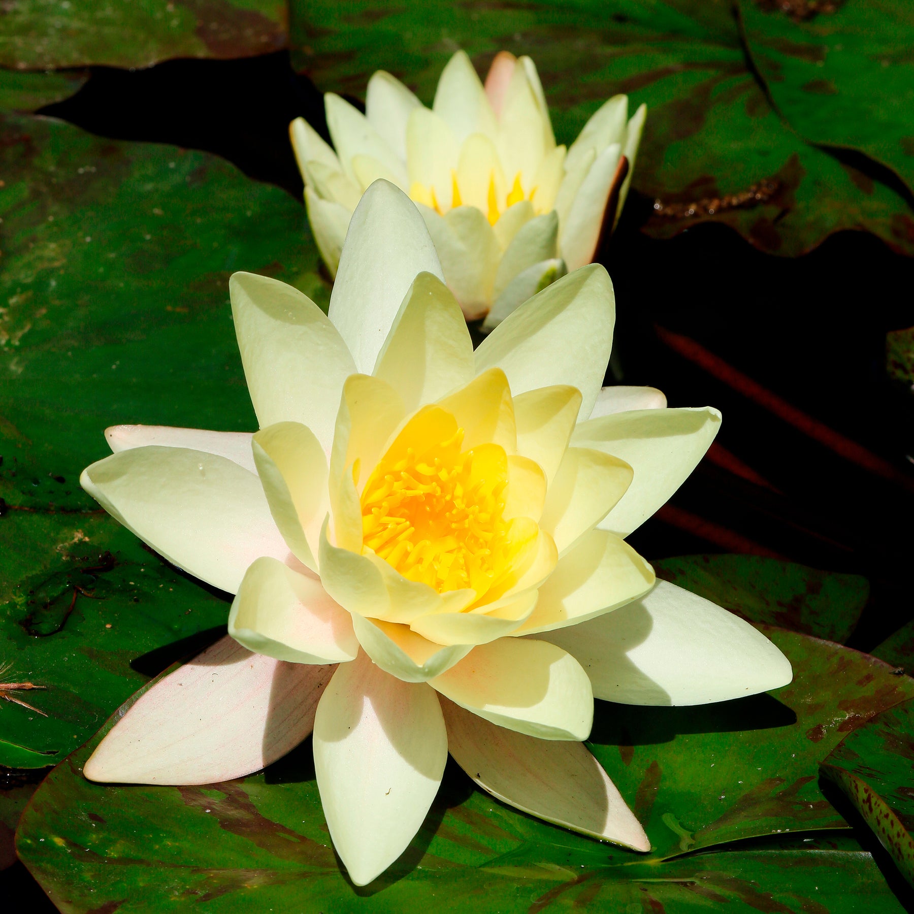 Nénuphar Marliacea Chromatella - Willemse