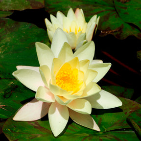 Nénuphar Marliacea Chromatella - Willemse